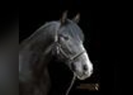 PRE, Wallach, 4 Jahre, 156 cm, Rappschimmel