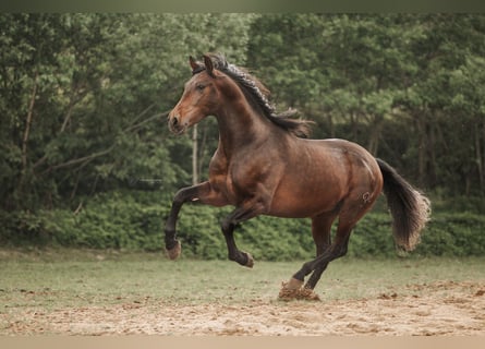 PRE Mix, Wallach, 4 Jahre, 156 cm, Schwarzbrauner