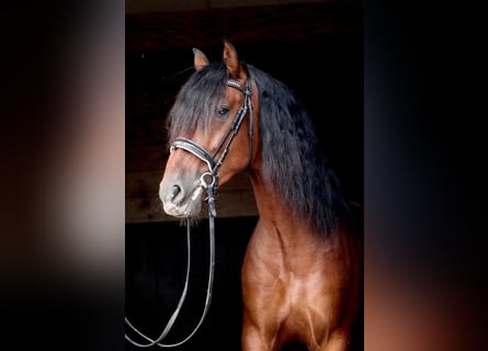 PRE, Wallach, 4 Jahre, 157 cm, Brauner