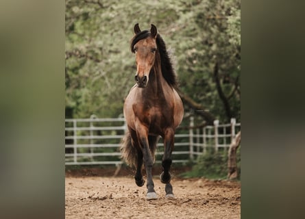 PRE, Wallach, 4 Jahre, 157 cm, Dunkelbrauner