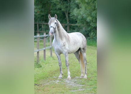 PRE Mix, Wallach, 4 Jahre, 157 cm, Schimmel