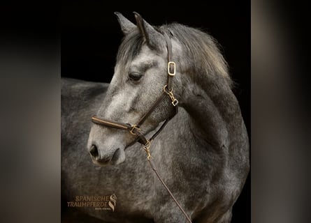 PRE Mix, Wallach, 4 Jahre, 157 cm, Schimmel