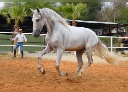 PRE, Wallach, 4 Jahre, 157 cm, Schimmel