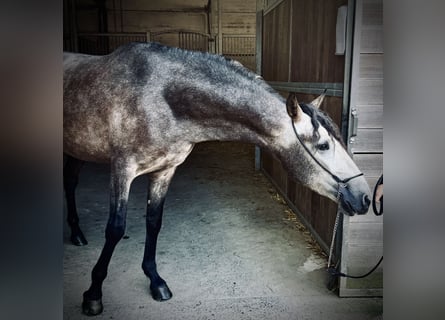 PRE Mix, Wallach, 4 Jahre, 158 cm, Braunfalbschimmel