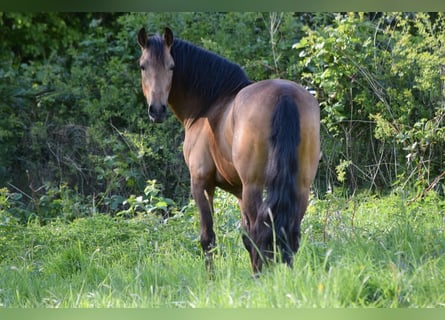 PRE Mix, Wallach, 4 Jahre, 158 cm, Falbe