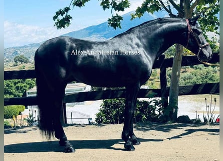 PRE Mix, Wallach, 4 Jahre, 158 cm, Rappe