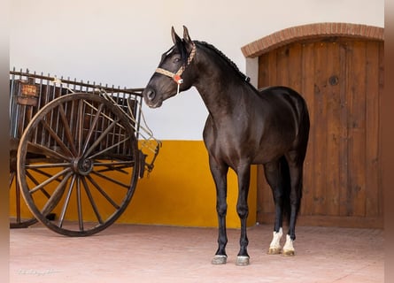 PRE Mix, Wallach, 4 Jahre, 158 cm, Rappe