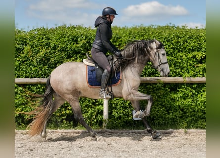 PRE Mix, Wallach, 4 Jahre, 158 cm, Schimmel