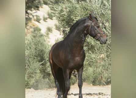 PRE Mix, Wallach, 4 Jahre, 158 cm, Schwarzbrauner