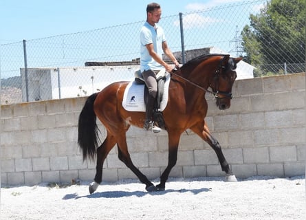 PRE, Wallach, 4 Jahre, 160 cm, Brauner