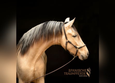 PRE Mix, Wallach, 4 Jahre, 160 cm, Falbe