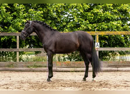 PRE Mix, Wallach, 4 Jahre, 160 cm, Rappe