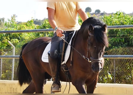 PRE, Wallach, 4 Jahre, 160 cm, Rappe