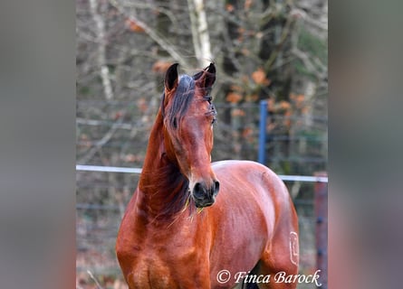 PRE Mix, Wallach, 4 Jahre, 161 cm, Brauner