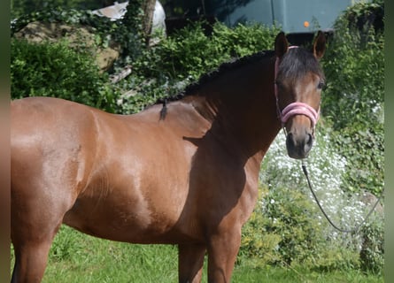 PRE Mix, Wallach, 4 Jahre, 161 cm, Brauner