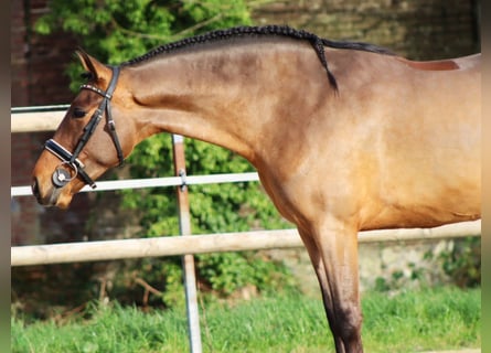 PRE Mix, Wallach, 4 Jahre, 161 cm, Brauner