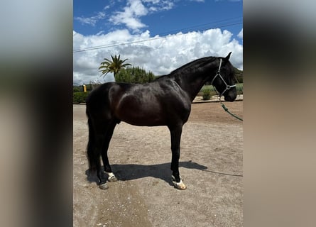 PRE Mix, Wallach, 4 Jahre, 161 cm, Rappe