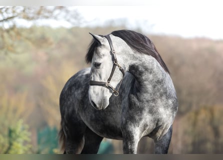 PRE, Wallach, 4 Jahre, 162 cm, Apfelschimmel