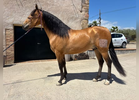 PRE Mix, Wallach, 4 Jahre, 162 cm, Buckskin
