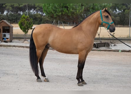 PRE Mix, Wallach, 4 Jahre, 162 cm, Falbe