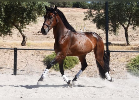PRE Mix, Wallach, 4 Jahre, 163 cm, Dunkelbrauner