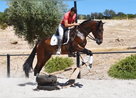 PRE, Wallach, 4 Jahre, 163 cm, Dunkelbrauner