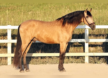 PRE Mix, Wallach, 4 Jahre, 163 cm, Falbe