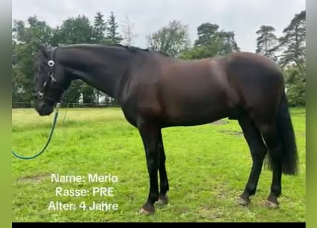 PRE Mix, Wallach, 4 Jahre, 164 cm, Rappe
