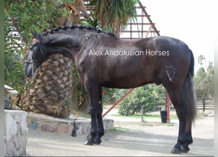 PRE Mix, Wallach, 4 Jahre, 164 cm, Schimmel