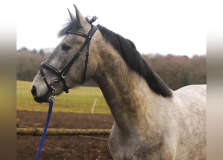 PRE Mix, Wallach, 4 Jahre, 164 cm, Schimmel