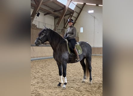 PRE, Wallach, 4 Jahre, 164 cm, Schimmel