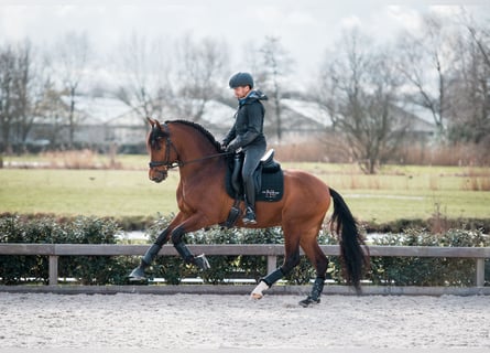 PRE Mix, Wallach, 4 Jahre, 165 cm, Dunkelbrauner