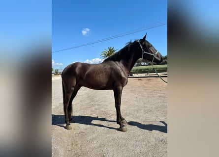PRE Mix, Wallach, 4 Jahre, 165 cm, Rappe
