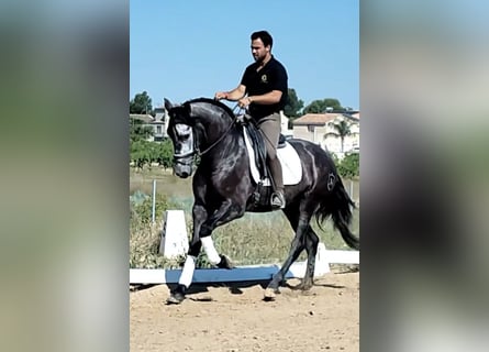 PRE Mix, Wallach, 4 Jahre, 165 cm, Rappschimmel