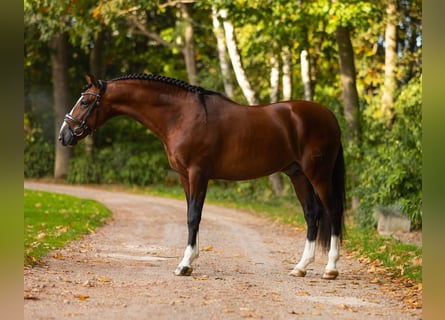 PRE Mix, Wallach, 4 Jahre, 165 cm, Rotbrauner