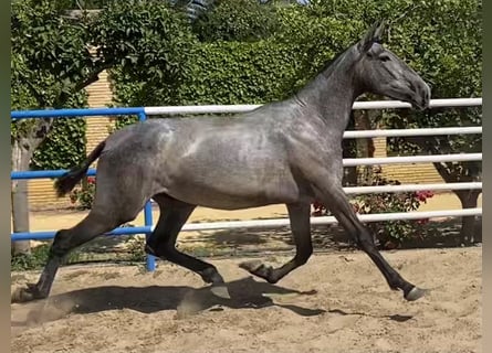 PRE, Wallach, 4 Jahre, 165 cm, Schimmel