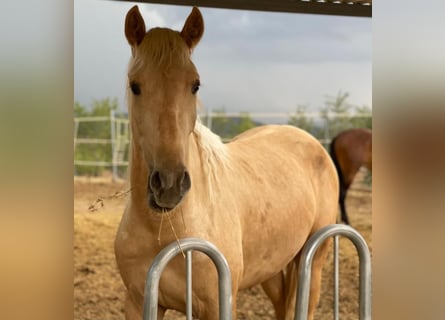 PRE Mix, Wallach, 4 Jahre, 166 cm, Palomino