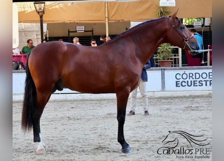 PRE, Wallach, 4 Jahre, 167 cm, Brauner