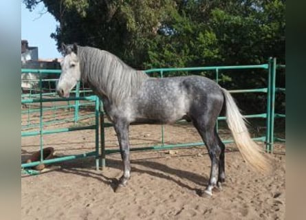 PRE Mix, Wallach, 4 Jahre, 167 cm, Schimmel