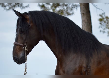 PRE Mix, Wallach, 4 Jahre, 168 cm, Brauner