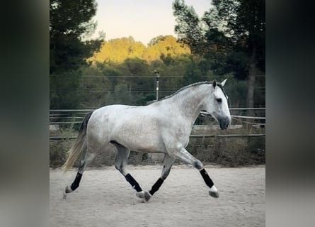 PRE, Wallach, 4 Jahre, 168 cm, Schimmel
