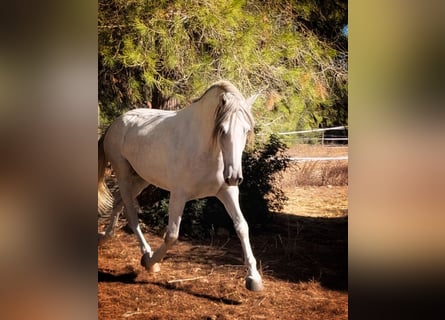 PRE, Wallach, 4 Jahre, 168 cm, Schimmel