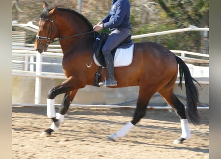 PRE, Wallach, 4 Jahre, 170 cm, Rotbrauner