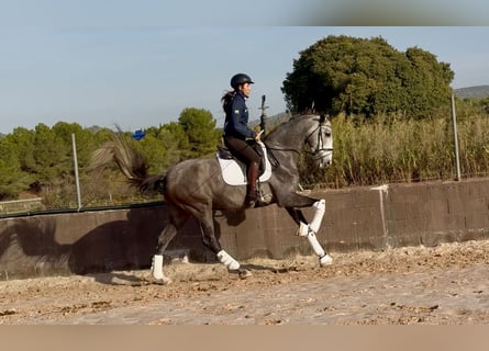 PRE Mix, Wallach, 4 Jahre, 170 cm, Schimmel