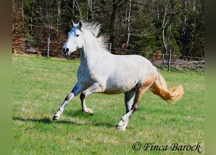PRE Mix, Wallach, 5 Jahre, 151 cm, Schimmel