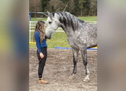 PRE Mix, Wallach, 5 Jahre, 154 cm, Apfelschimmel