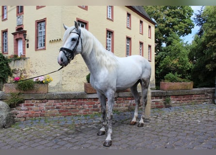 PRE, Wallach, 5 Jahre, 154 cm, Schimmel