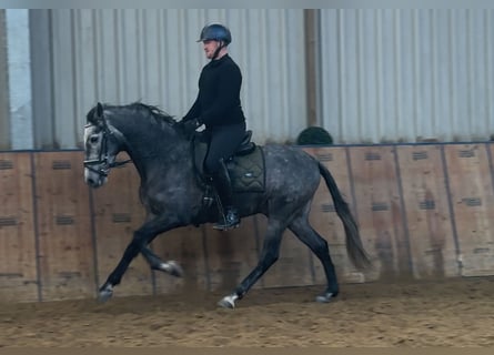 PRE, Wallach, 5 Jahre, 155 cm, Blauschimmel