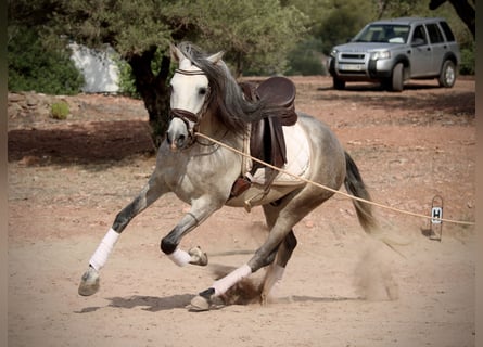 PRE Mix, Wallach, 5 Jahre, 155 cm, Schimmel