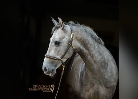 PRE, Wallach, 5 Jahre, 155 cm, Schimmel